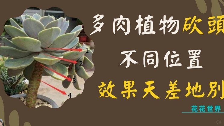拿去花套现：风险隐蔽，何去何从