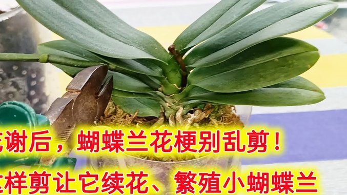 套花呗手续费收取的秘密