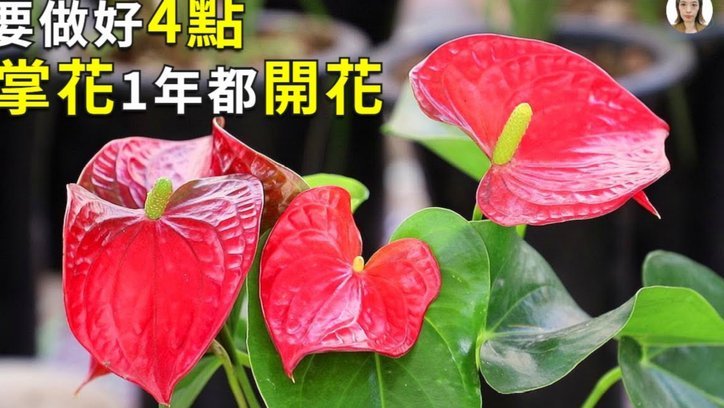花呗详细查询方法