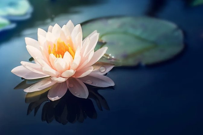 海鸥花呗平台怎么样
