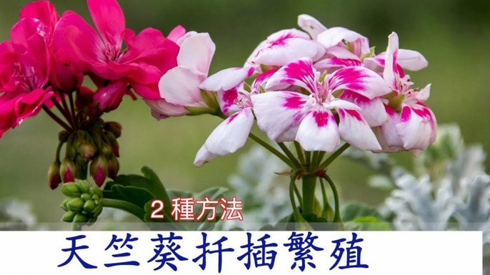 海鸥花呗平台怎么样