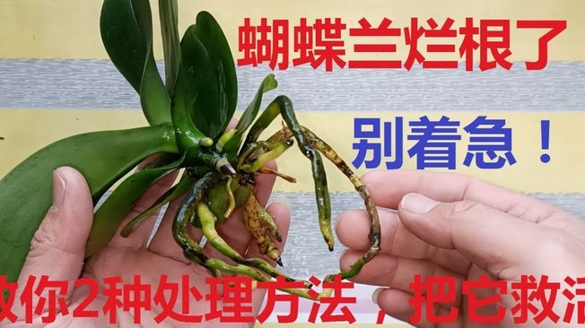 “拿去花”的便捷陷阱：贷款和分期付款的隐藏成本全揭秘