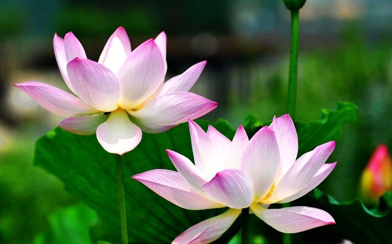 套现花呗合法？真相你知道吗